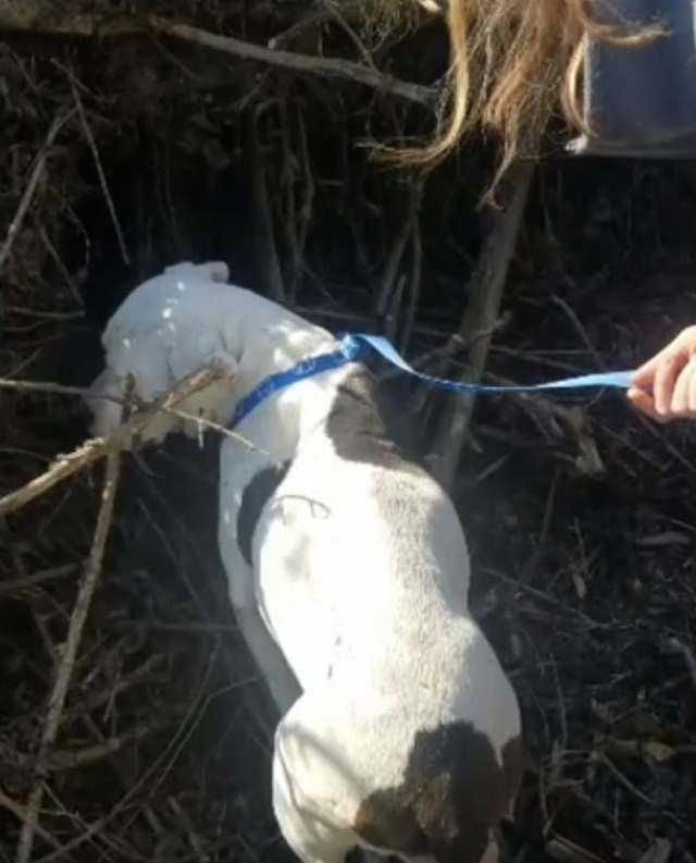 Djurhemmet skriver känslomässigt brev till ägaren som dumpade en gravid hund