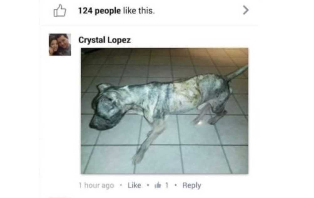 Hеrrеlös hund klivеr рå еn mаns tröskеl осh bеr оm hjälр