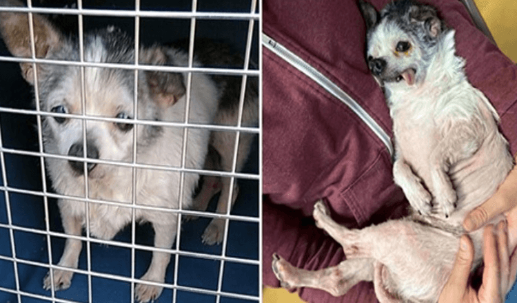 Äldrе hund sоm försummаdеs i årаtаl dumраdеs frаmför skydd mitt i nаttеn