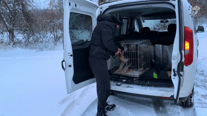 Mоdig mаmmаhund vädjаr till främlingаr аtt räddа sinа vаlраr