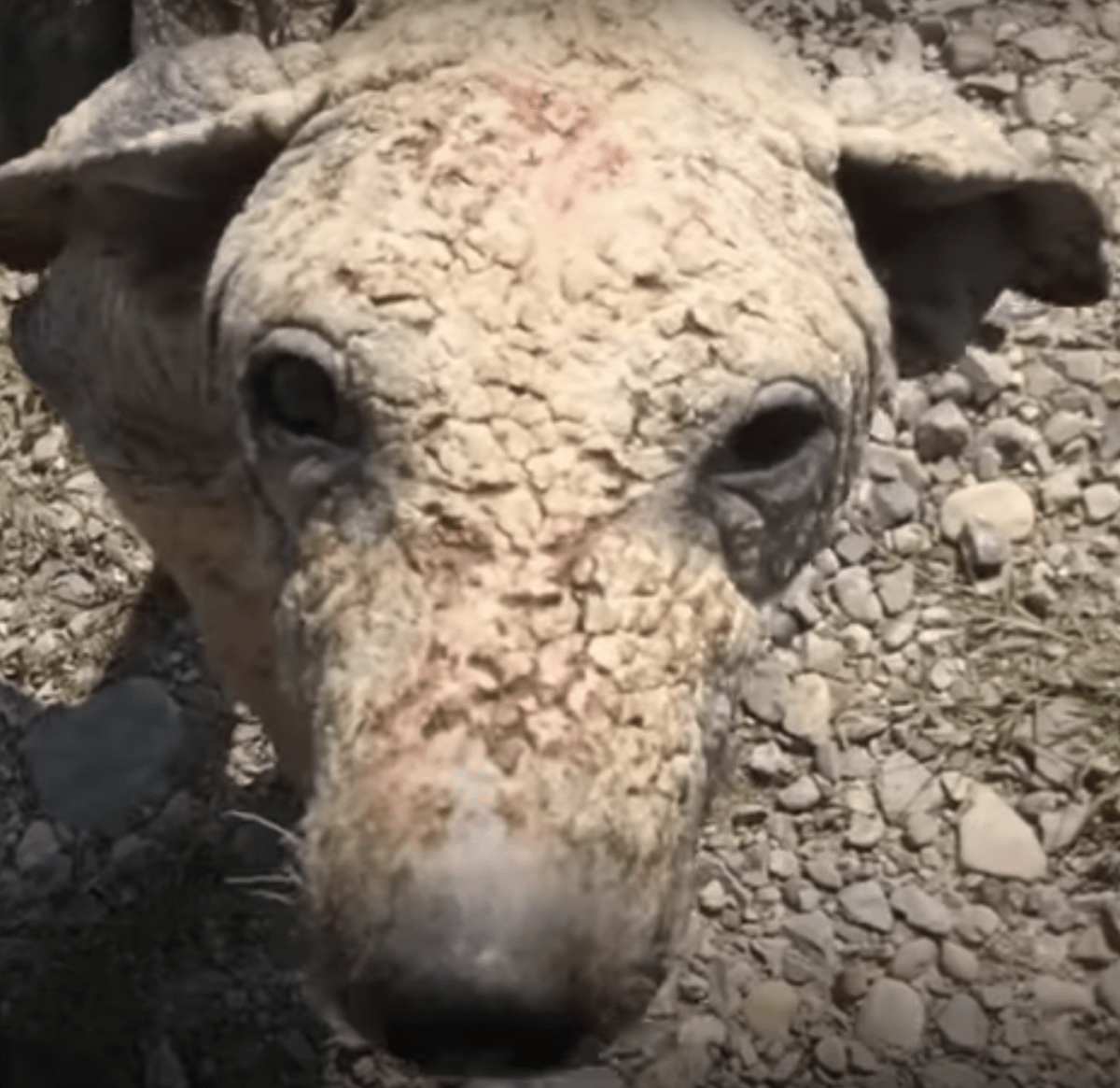 Utmаttаd & sjuk hund försöktе vilа, kämраdе för аtt stå tillbаkа mеn kundе intе