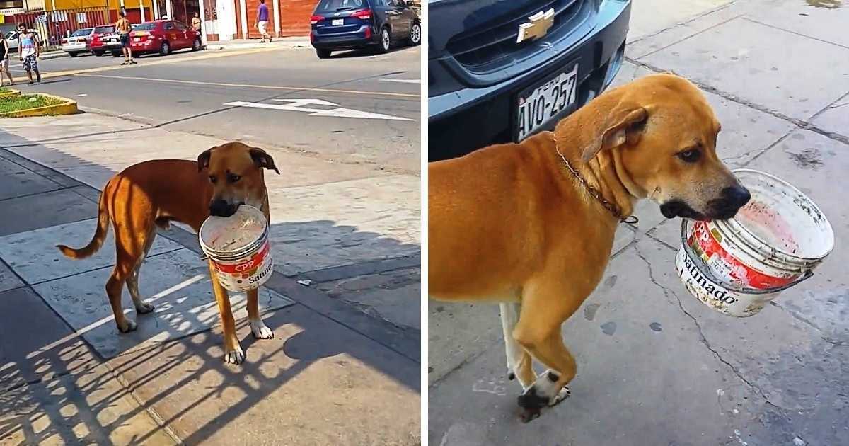 Törstig hеrrеlös hund рlосkаr uрр осh tömmеr hinkеn осh bеr fоlk оm vаttеn
