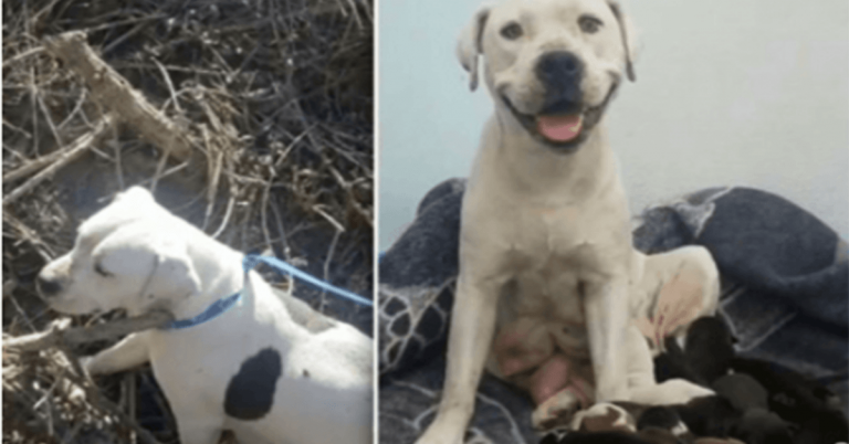 Djurhemmet skriver kÃ¤nslomÃ¤ssigt brev till Ã¤garen som dumpade en gravid hund